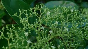 Image result for Premna serratifolia