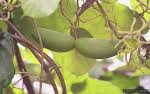 Image result for Mondia ecornuta