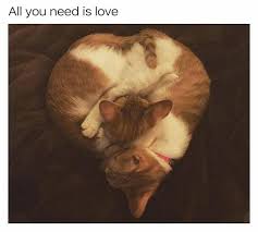 54 Funny Fresh And Fantastic Animal Memes To Get You Going Justviral Net Cat Cuddle Cute Animals Funny Animal Pictures