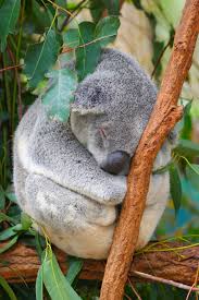 Koala Sleeping Beside a Tree Branch · Free Stock Photo