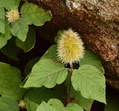 Image result for Cyathula