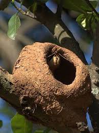 Birds That Make Mud Nests On Buildings 10 Amazing Architects Of The Animal Kingdom In 2020 Weird Birds Bird Nest Bird