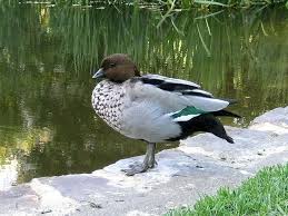 Black Bird With White Stripes On Wings And Tail South Africa Male Wood Duck Wood Ducks Duck Art Wild Duck