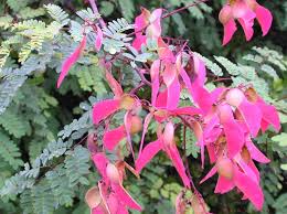 Image result for Pterolobium stellatum