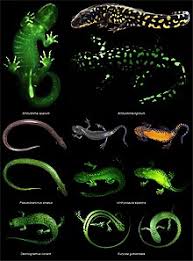 Monsterpedia is affiliated with several other disney and pixar wikis, some of which also feature coverage of the monstersseries. Salamander Wikipedia