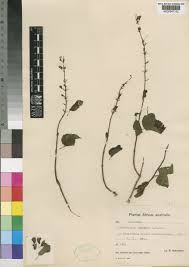 Image result for Ocimum labiatum