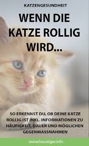 Könnt ihr mir vielleicht mal verraten ab wann katzen geschlechtsreif werden? Katze Rollig Das Musst Du Jetzt Wissen Rolligkeit Katze Haustiger