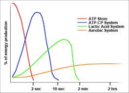 They are also stored in the fat tissues called adipose which create a layer. Fuel Sources During Exercise How To Burn Fat How To Fuel For A Marathon And What Is Interval Training Optimal Health Coaching