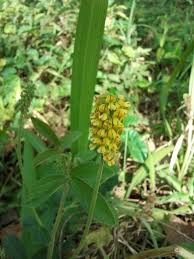 Image result for Eriosema