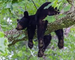 Business Insider Ranks Great Smoky Mountains Among 10 Best National Parks In Usa Black Bear American Black Bear Animals Wild