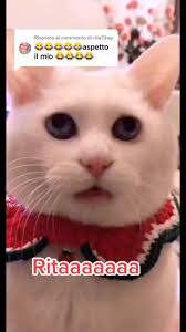 Il gatto chiama Rita: Un momento unico