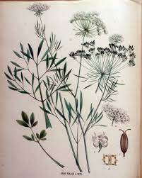 Ammi Majus Flower Meaning Best Flower Wallpaper