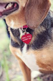 The Groom Proposed With A Puppy Puppy Proposal Wedding Proposals Proposal Engagement