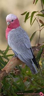 Pink And Grey Galah Australian Native Animals Australian Native Birds Nature Birds