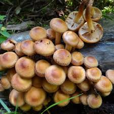 Image result for Lactarius mutabilis