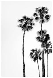 Black And White Palm Tree Art Palm Tree Print Shine On Palm Tree Art Black And White Photograph Tropical Art Botanical Art T In 2020 Palm Tree Art Fine Art Photographs Tropical Photographs