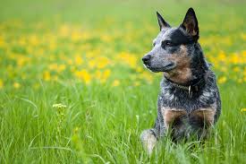 Australian cattle dog mix dogs can be the most loyal & affectionate companions. Australian Cattle Dog Dog Breed Information