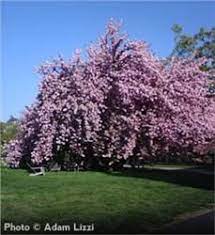 Check spelling or type a new query. 53 Cherry Trees Ideas Cherry Tree Tree Dream Garden