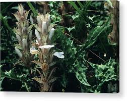 Image result for Acanthus montanus