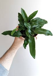 Image result for Pyrrosia