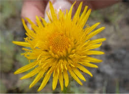 Image result for Berkheya setifera