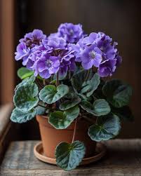 Image result for Telosma africana