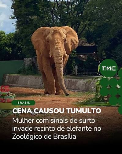 MULHER INVADE RECINTO DE ELEFANTE 🐘🚨 Uma mulher invadiu o recinto do elefante Chocolate no Zoológico de Brasília na manhã deste sábado (11/07). A equipe de vigilância retirou a invasora do local