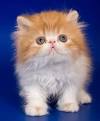 Teacup Cats, Miniature Cats and Toy Cats • Purrfect Cat Breeds