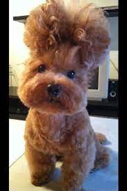 The Woes Of Having Curly Hair Cute Animals Cute Baby Animals Funny Dog Pictures