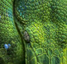 Snake Eye A Close Up Shot For A Snake Snake Snake Eyes Eyes