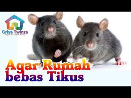 Tangkap tikus dengan menggunakan perangkap. 16 Cara Mengusir Tikus Di Rumah Secara Alami Dan Cepat Youtube
