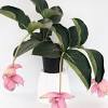 Altri articoli una terza idea che riscuote sempre maggiore successo è quella rappresentata dalla magnolia, caratterizzata da fiori grandi e succulenti che vanno dal bianco panna al rosa acceso. 1
