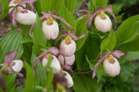 Längst nicht alle bei uns wildwachsenden orchideen lassen sich auch in gärtnereien vermehren und im garten pflanzen. Die 10 Schonsten Gartenorchideen Garten Diybook At