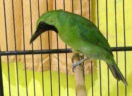 Suhukicau Com Masih Bersama Kami Disini Website Resmi Para Suhu Kicau Yang Selalu Memberikan Informasi Terupdate Seputar Dunia Bu Burung Burung Kolibri Jalak