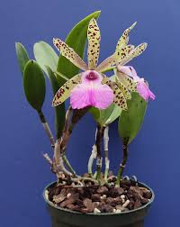 Image result for Cyphia richardsiae