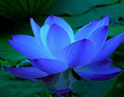 Pin De Claudia Lara En Ideias Novas Flor De Loto Azul Loto Azul Flor De Loto