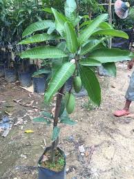Penyiraman tidak perlu setiap hari, cukup ala kadar sahaja. Cara Tanam Pokok Mangga Dalam Pasu Petua Lebatkan Buahnya Vanilla Kismis Plants