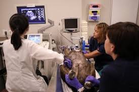 You may notice inappetence, fever, lethargy, and weight loss or gain. Cancer Tumors Of The Liver In Dogs Bluepearl Pet Hospital