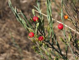 Image result for Osyris