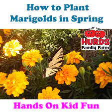 How To Plant Marigolds From Seeds Plants Marigold Spring Flowers