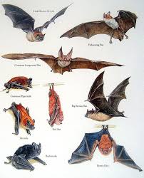 Bats Illustrated Bat Flying Just Bats Baby Bats
