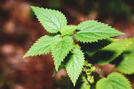How to get rid of them naturally. Growing Nettle How To Plant Care For And Harvest This Useful Herb