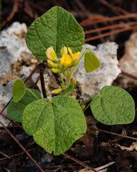 Image result for Rhynchosia resinosa