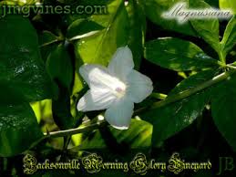 Image result for Ipomoea magnusiana