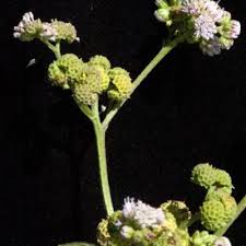 Image result for Ethulia vernonioides