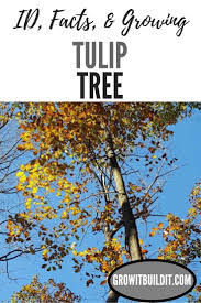 It is a great landscape tree to have nearby for wildlife. The Tulip Tree Id Facts And Growing Guide Growit Buildit