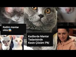 Kedide Mantar Ve Sarimsak Sirke Tedavisi