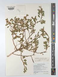 Image result for Kotschya aeschynomenoides