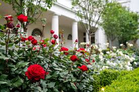 There was only one other couple at the gardens during our visit. The White House S Fabled Rose Garden Will Be Revamped