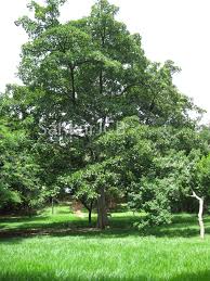 Image result for Terminalia bellirica